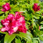 Rododendron hybridný (Rhododendron hybridum) ´MARIE FORTE´ - výška 30-40 cm, kont. C4L
